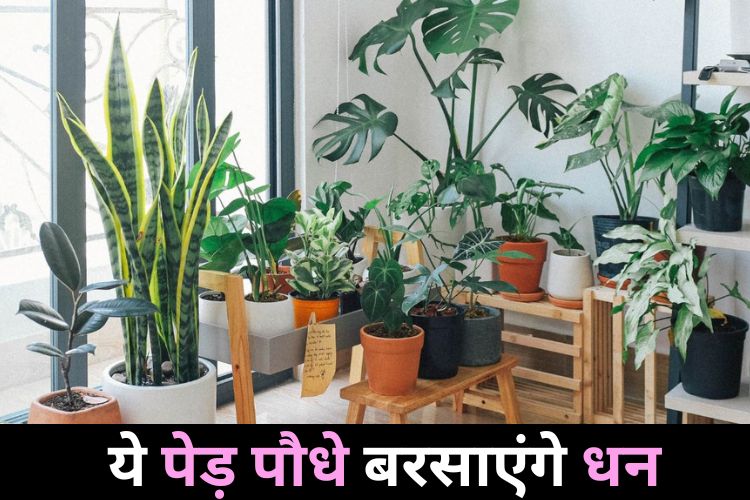 दिवाली से पहले अपने घर में लगा लीजिए इस तरह के पेड़ पौधे, कभी नहीं आएगी धन की कमी